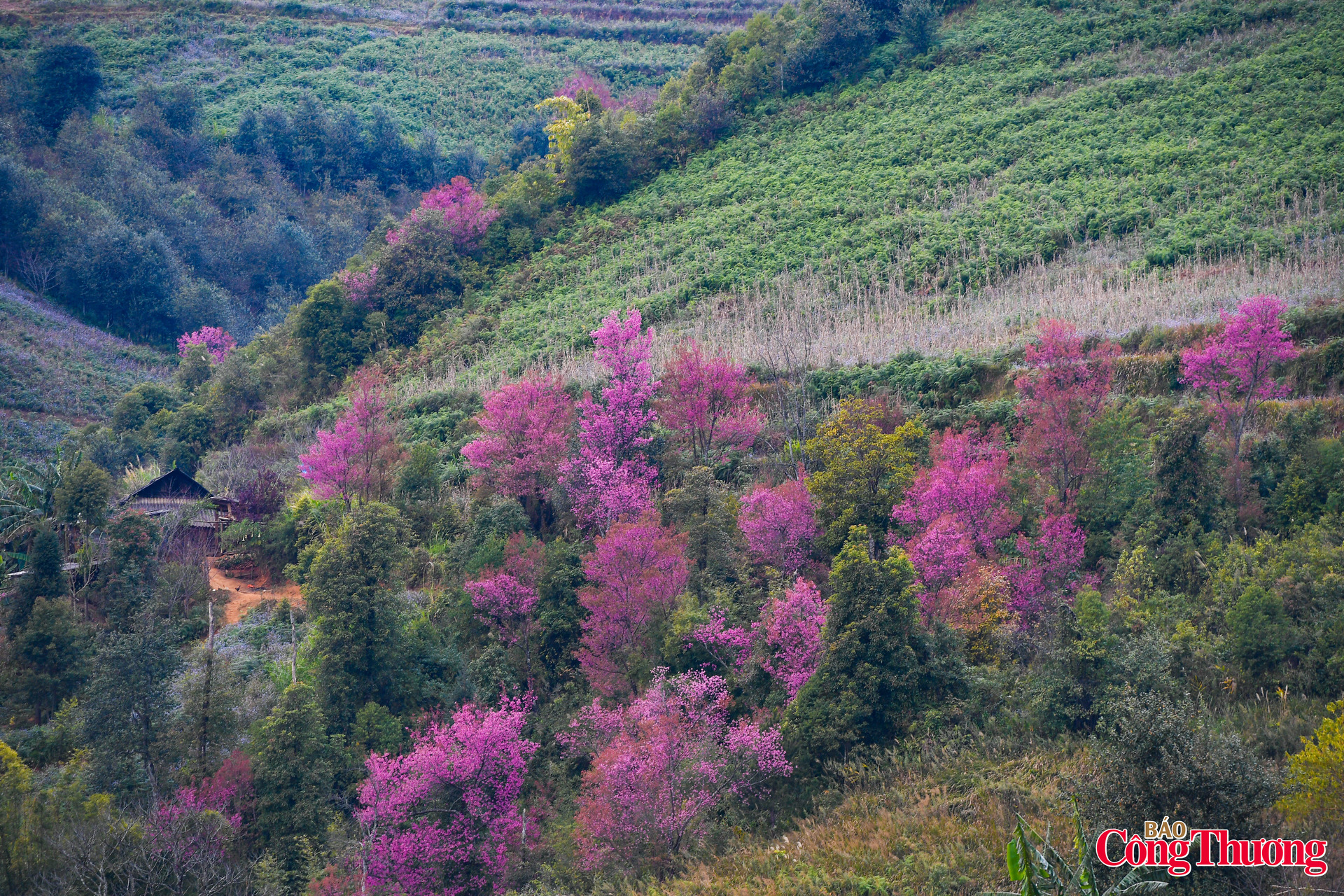 Giữa đại ngàn Tây Bắc hoa tớ dày rực hồng đón xuân - 2