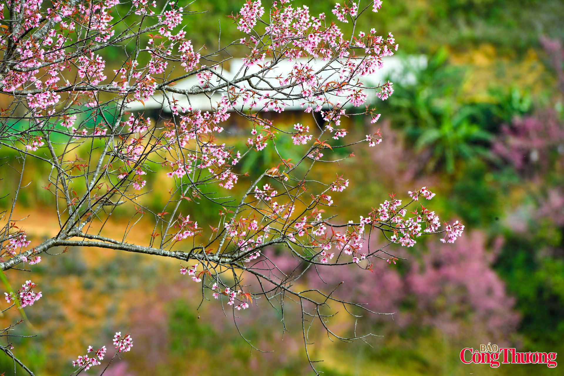 Giữa đại ngàn Tây Bắc hoa tớ dày rực hồng đón xuân - 8