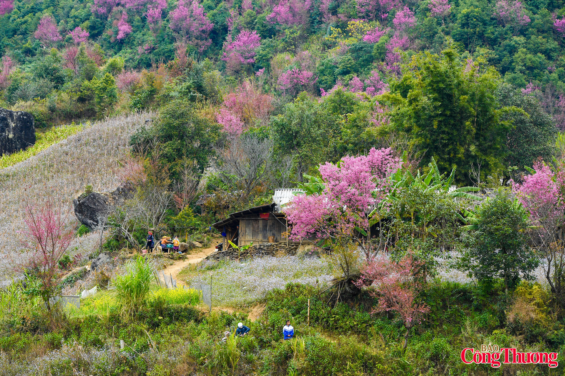 Ở độ cao gần 2.000 m, cảm giác ngắm nhìn cả cánh rừng thân gỗ bung nở sắc hồng rực giữa mây ngàn mang đến một sự rung động khó tả.