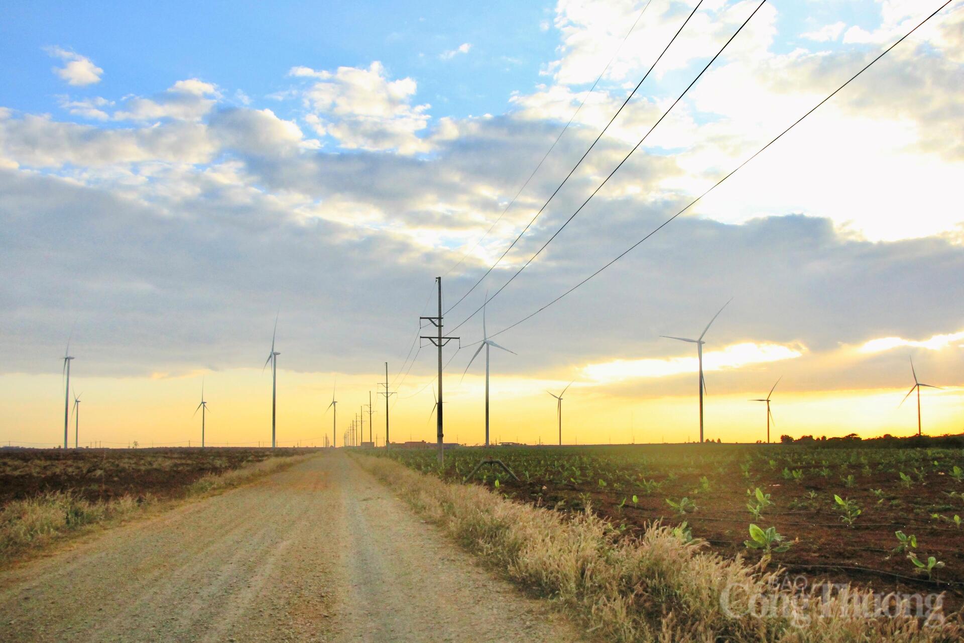 Xuân về trên những cánh đồng điện gió Gia Lai - 9