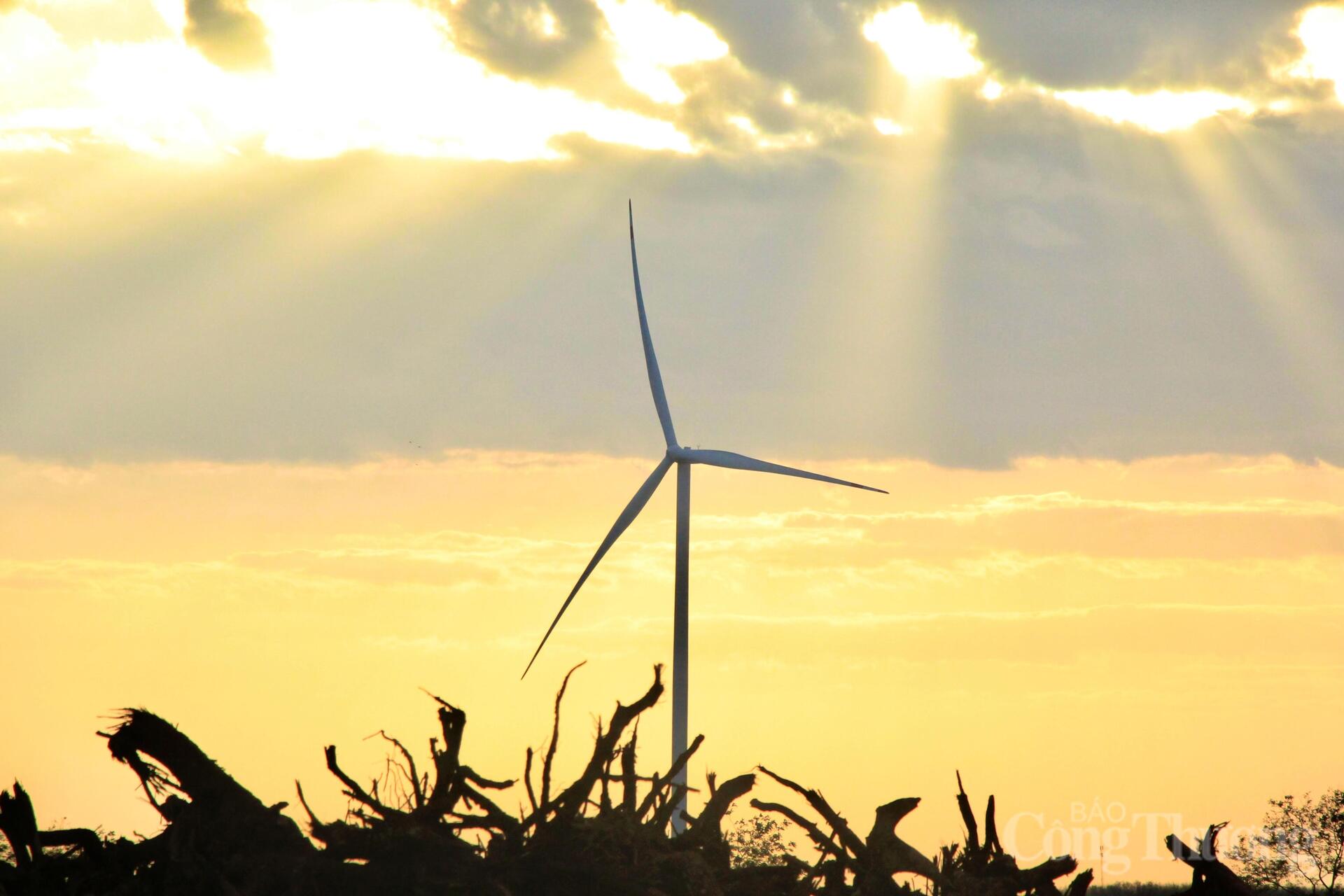 Xuân về trên những cánh đồng điện gió Gia Lai - 11