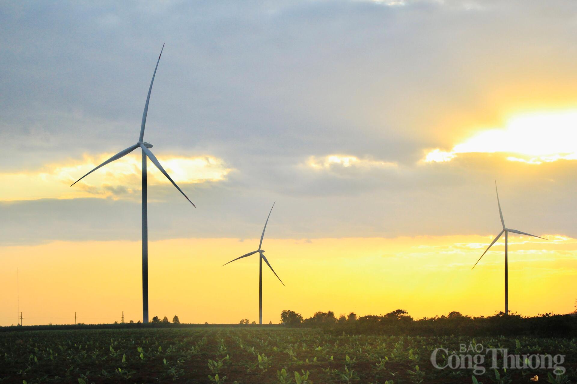 Xuân về trên những cánh đồng điện gió Gia Lai - 10