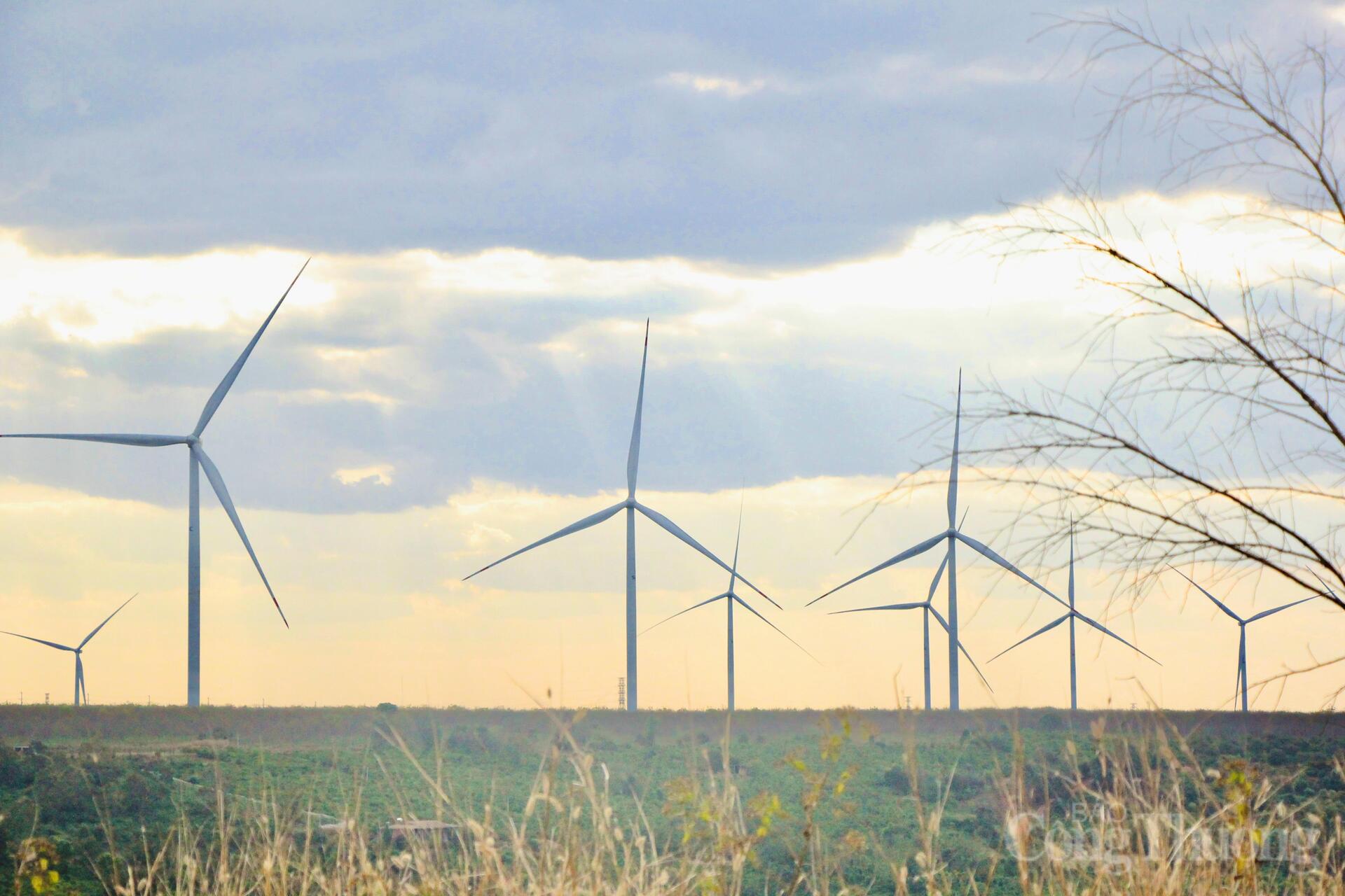 Xuân về trên những cánh đồng điện gió Gia Lai - 4