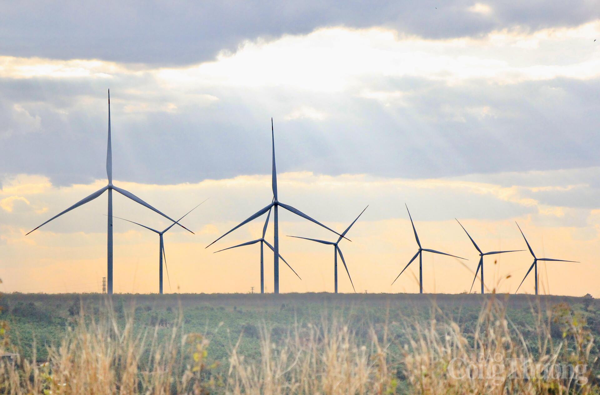 Xuân về trên những cánh đồng điện gió Gia Lai - 5