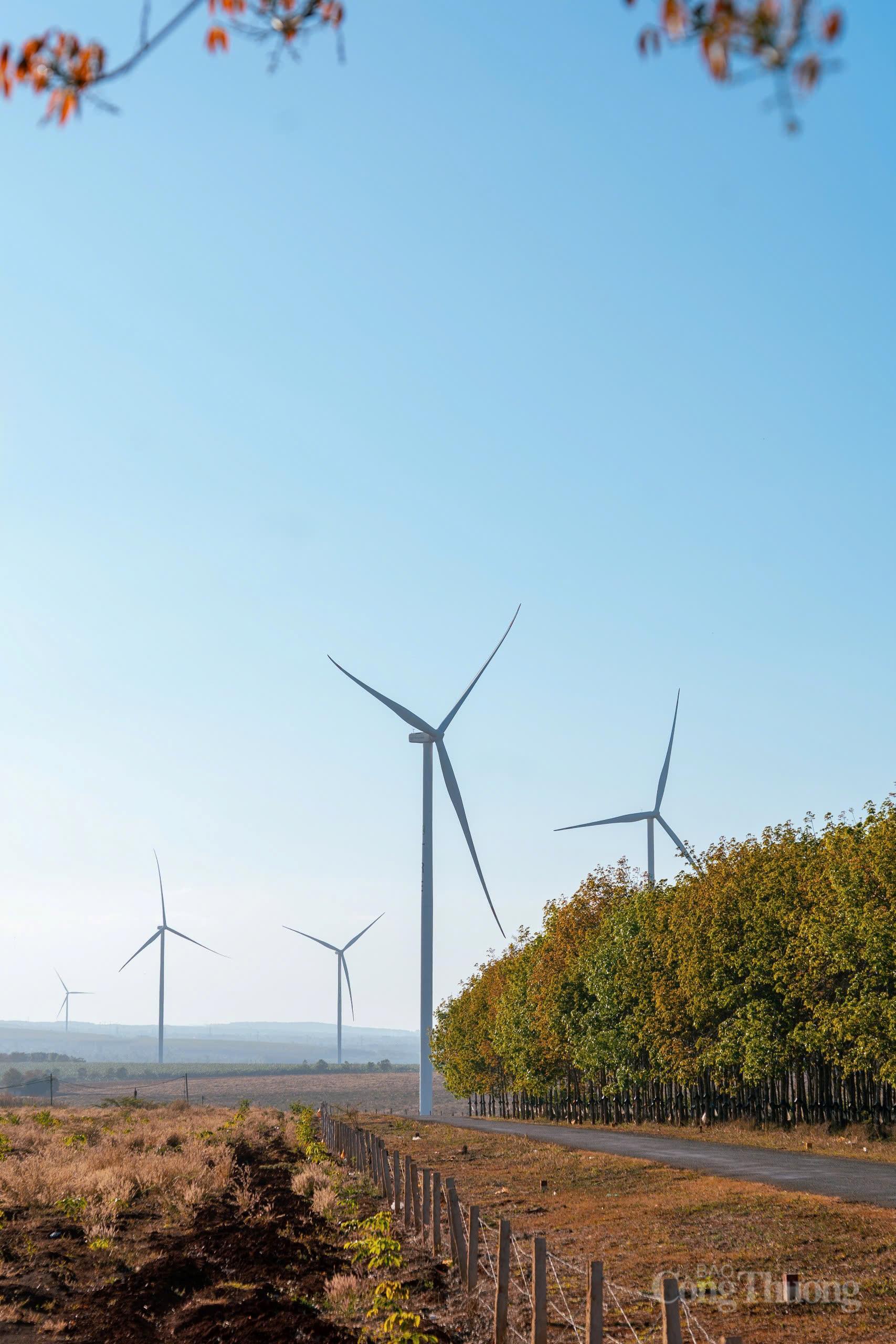 Giới trẻ thích thú 'check-in' cánh đồng điện gió đẹp tựa trời Âu - 6