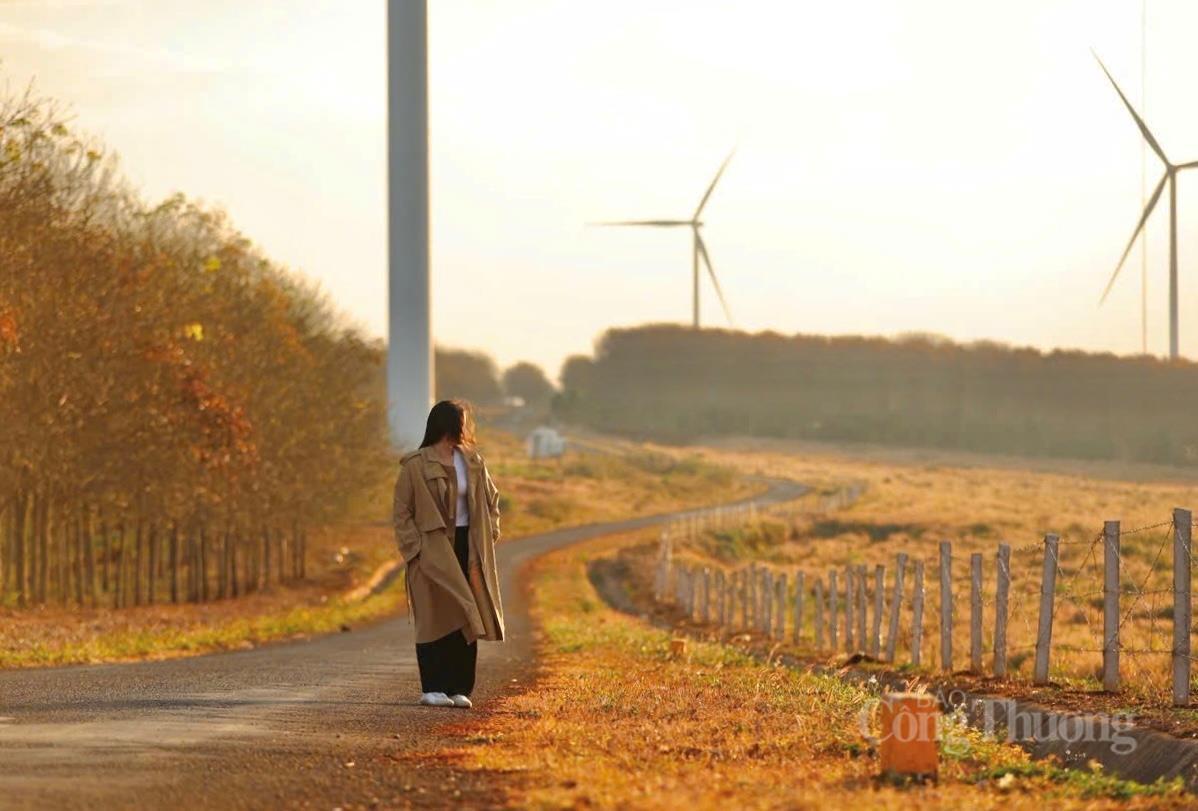 Giới trẻ thích thú 'check-in' cánh đồng điện gió đẹp tựa trời Âu - 10