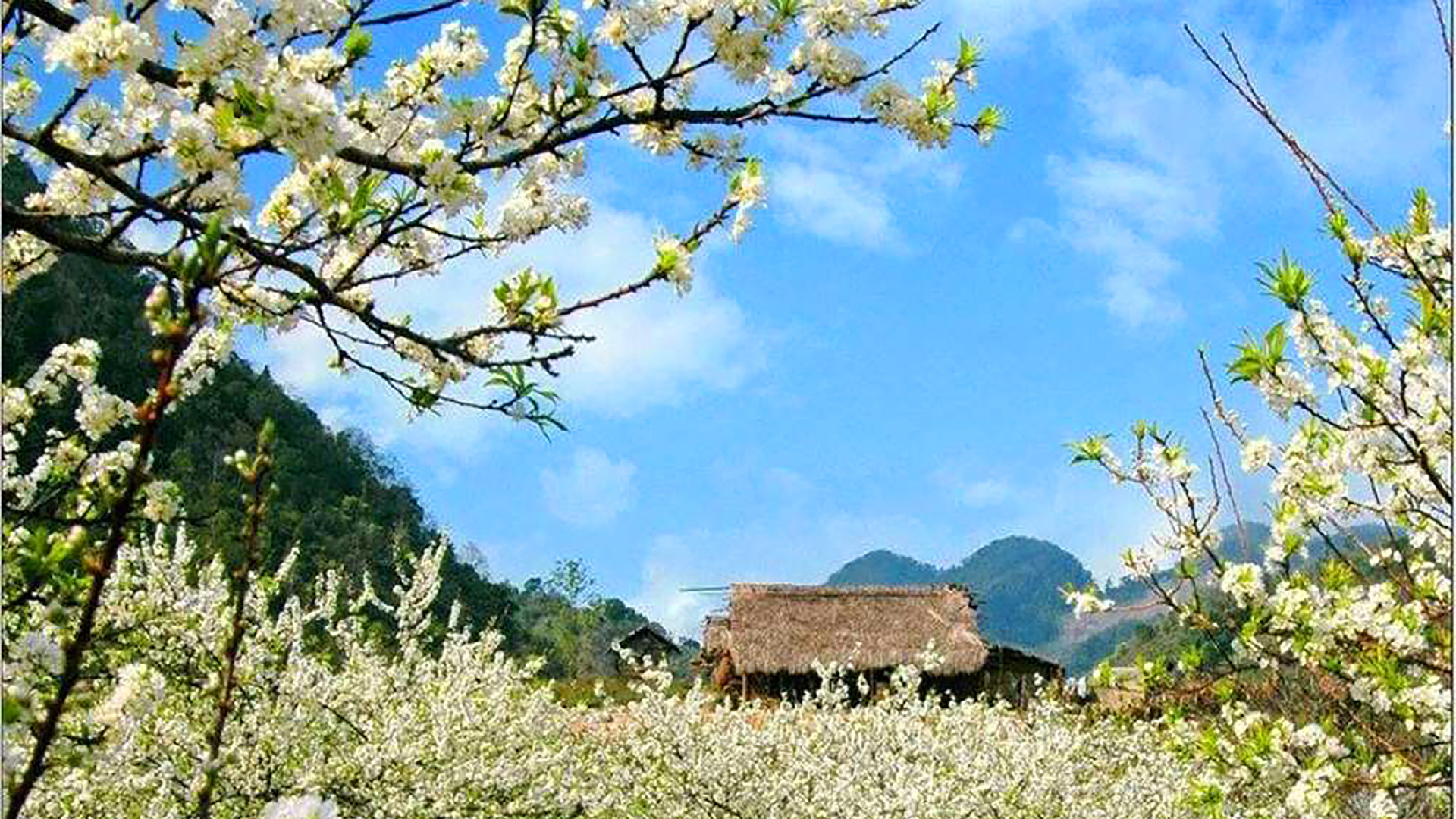  Nhà thơ Lò Cao Nhum: Rượu núi  ai rót mà say… - 3