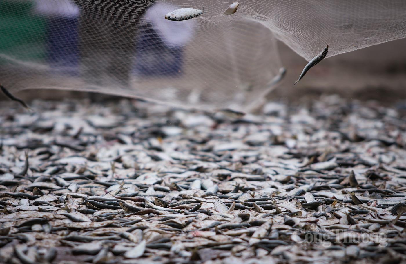 Ngư dân Hà Tĩnh phấn khởi trúng đậm 'lộc biển' - 10