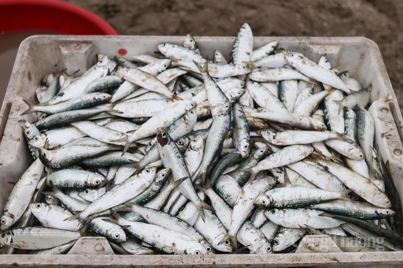 Ngư dân Hà Tĩnh phấn khởi trúng đậm 'lộc biển' - 11