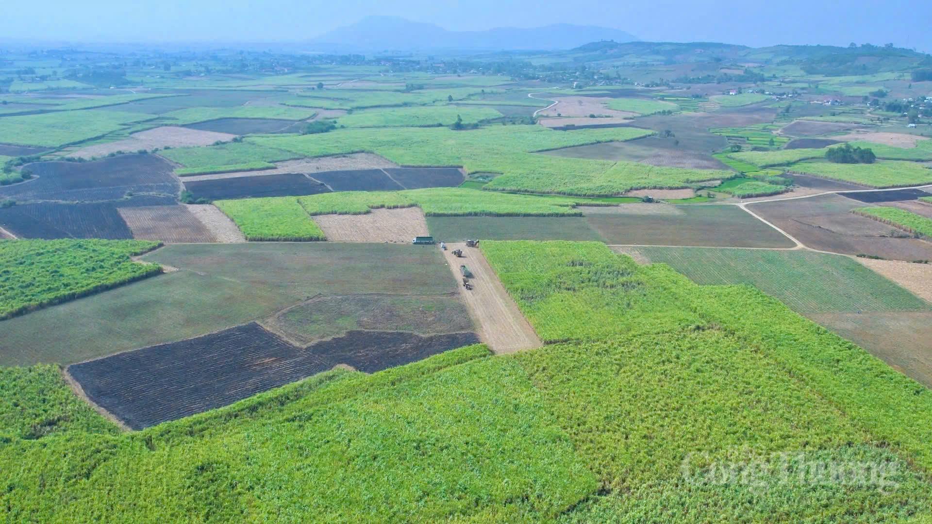 Nông dân Gia Lai đổi đời nhờ chuyển đổi xanh - 1