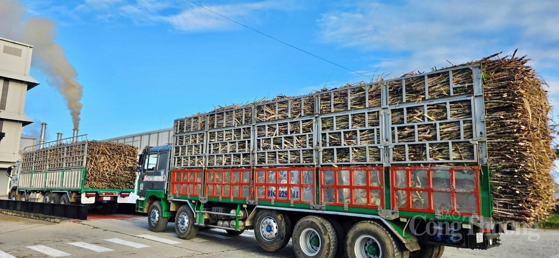 Nông dân Gia Lai đổi đời nhờ chuyển đổi xanh - 9