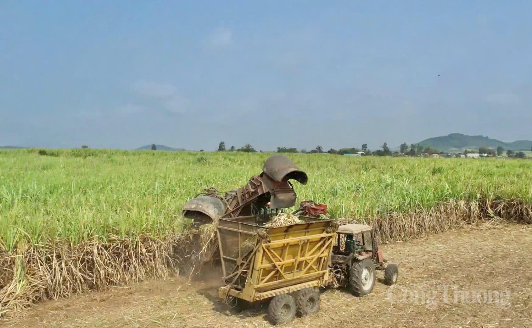 Nông dân Gia Lai đổi đời nhờ chuyển đổi xanh - 4