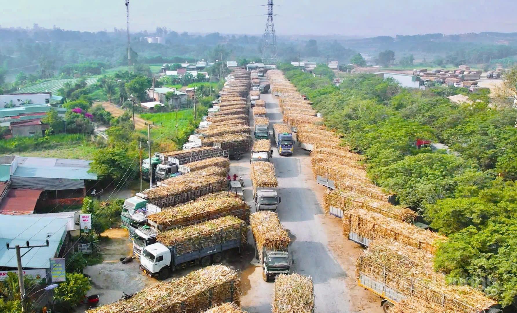 Nông dân Gia Lai đổi đời nhờ chuyển đổi xanh - 5