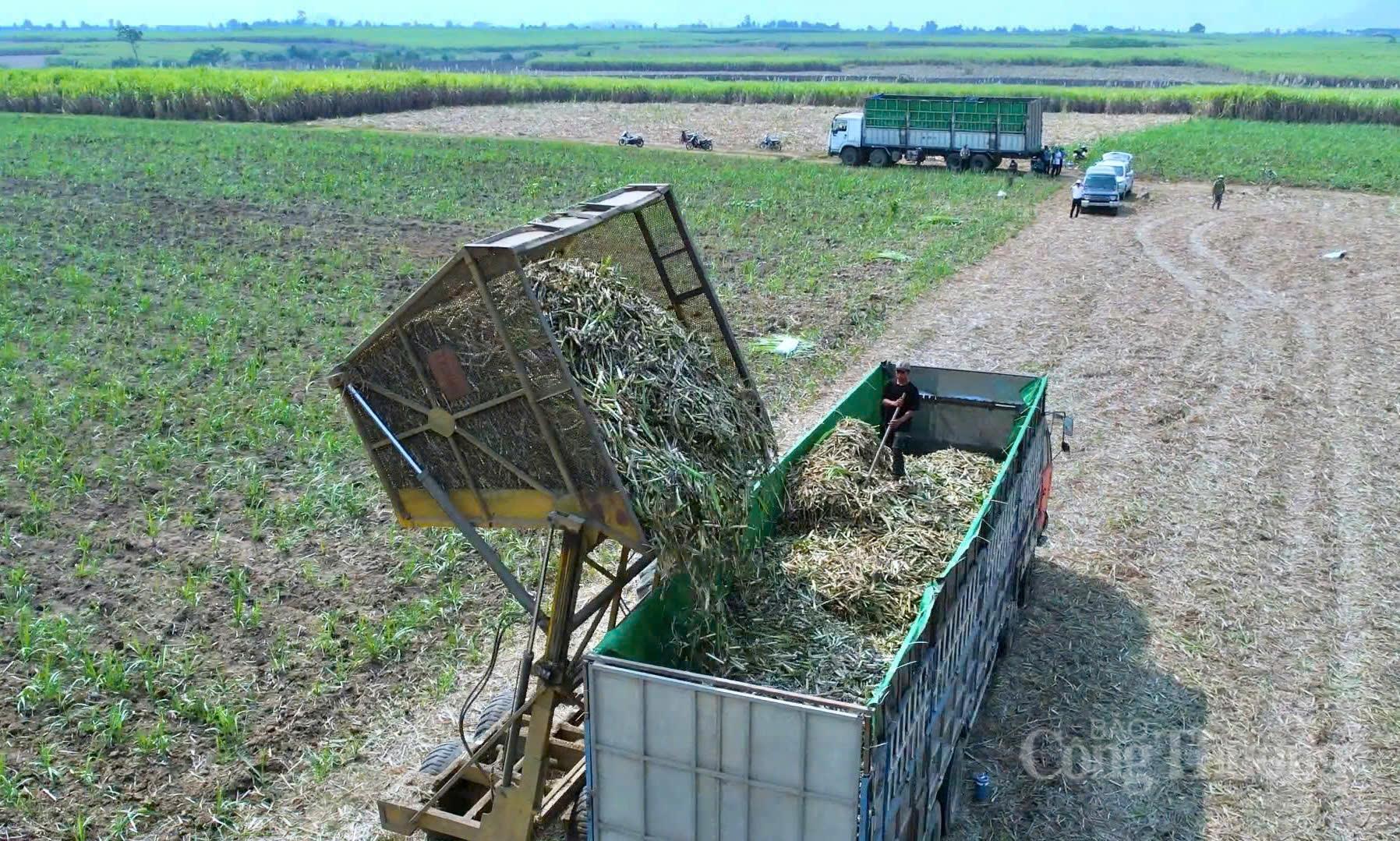 Nông dân Gia Lai đổi đời nhờ chuyển đổi xanh - 8