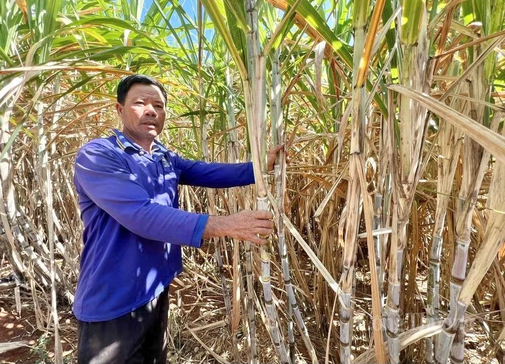 Nông dân Gia Lai đổi đời nhờ chuyển đổi xanh - 2