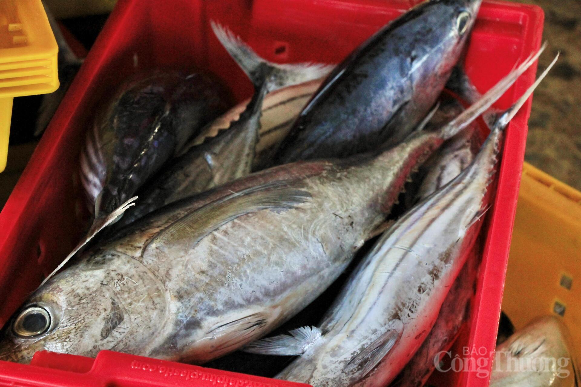 Nhịp mưu sinh rộn ràng ở cảng cá lớn nhất Gia Lai - 10