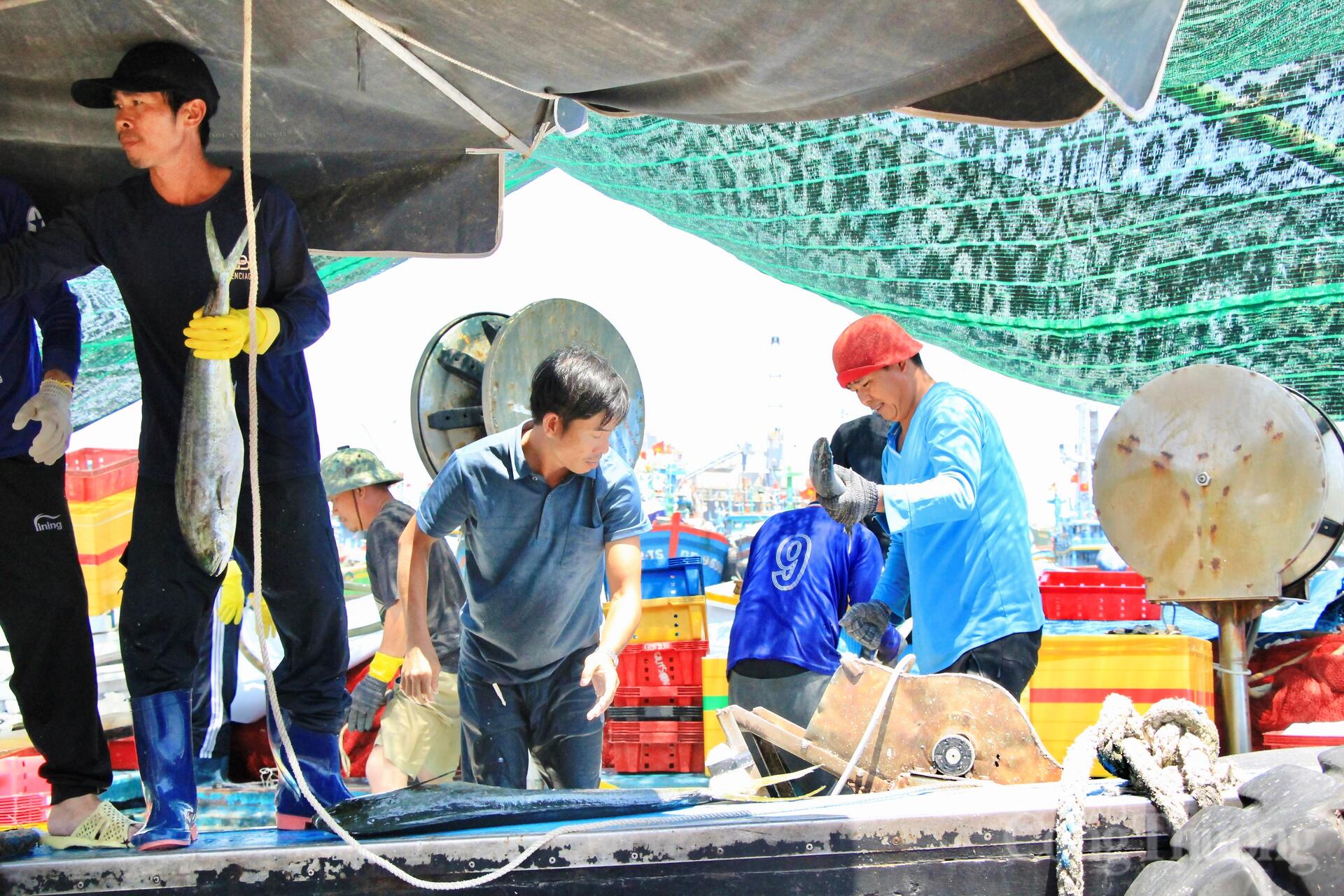 Nhịp mưu sinh rộn ràng ở cảng cá lớn nhất Gia Lai - 7