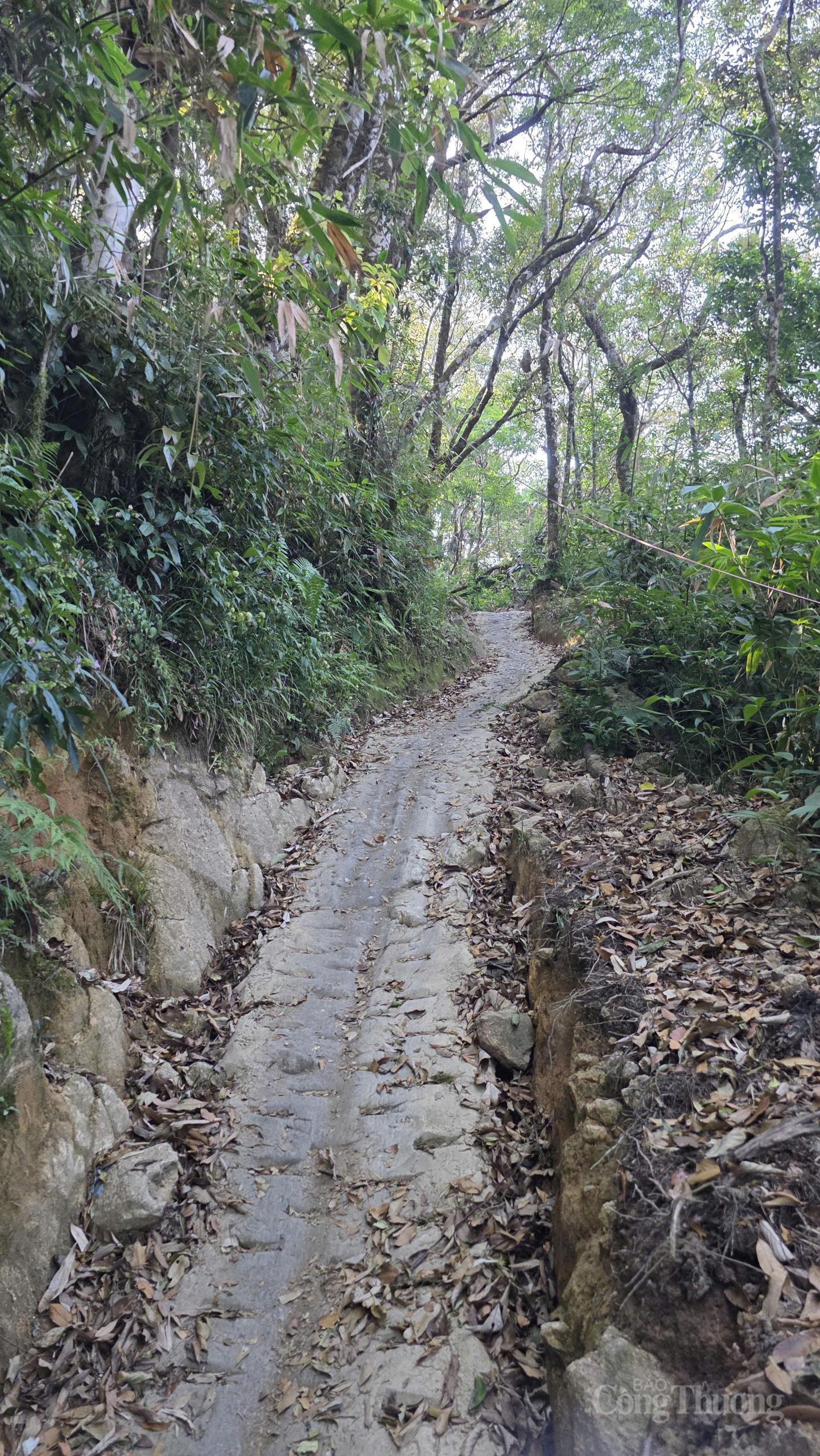 Theo dấu 'quốc bảo sâm Việt' trên đỉnh Ngọc Linh - 3