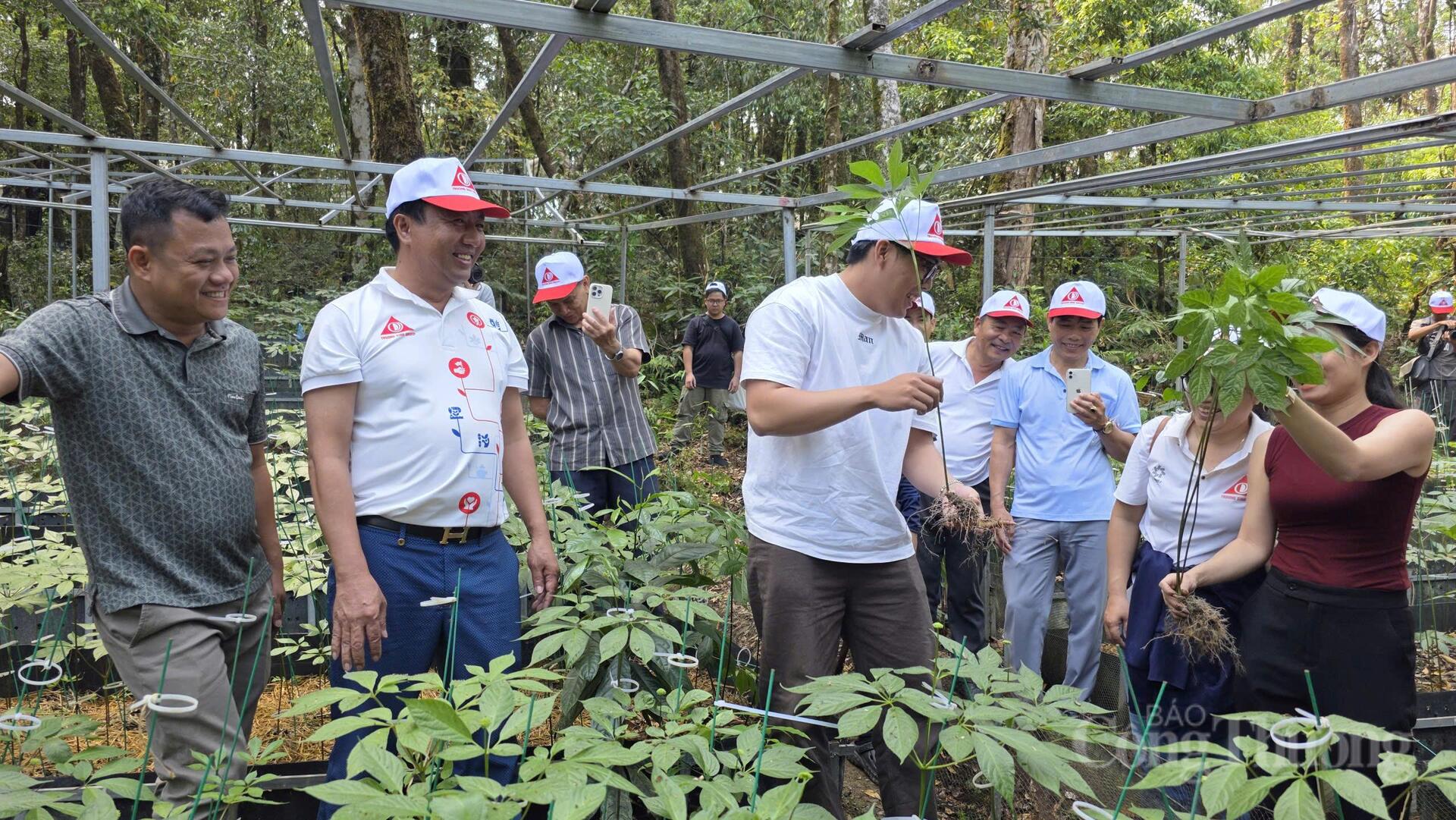 Theo dấu 'quốc bảo sâm Việt' trên đỉnh Ngọc Linh - 12