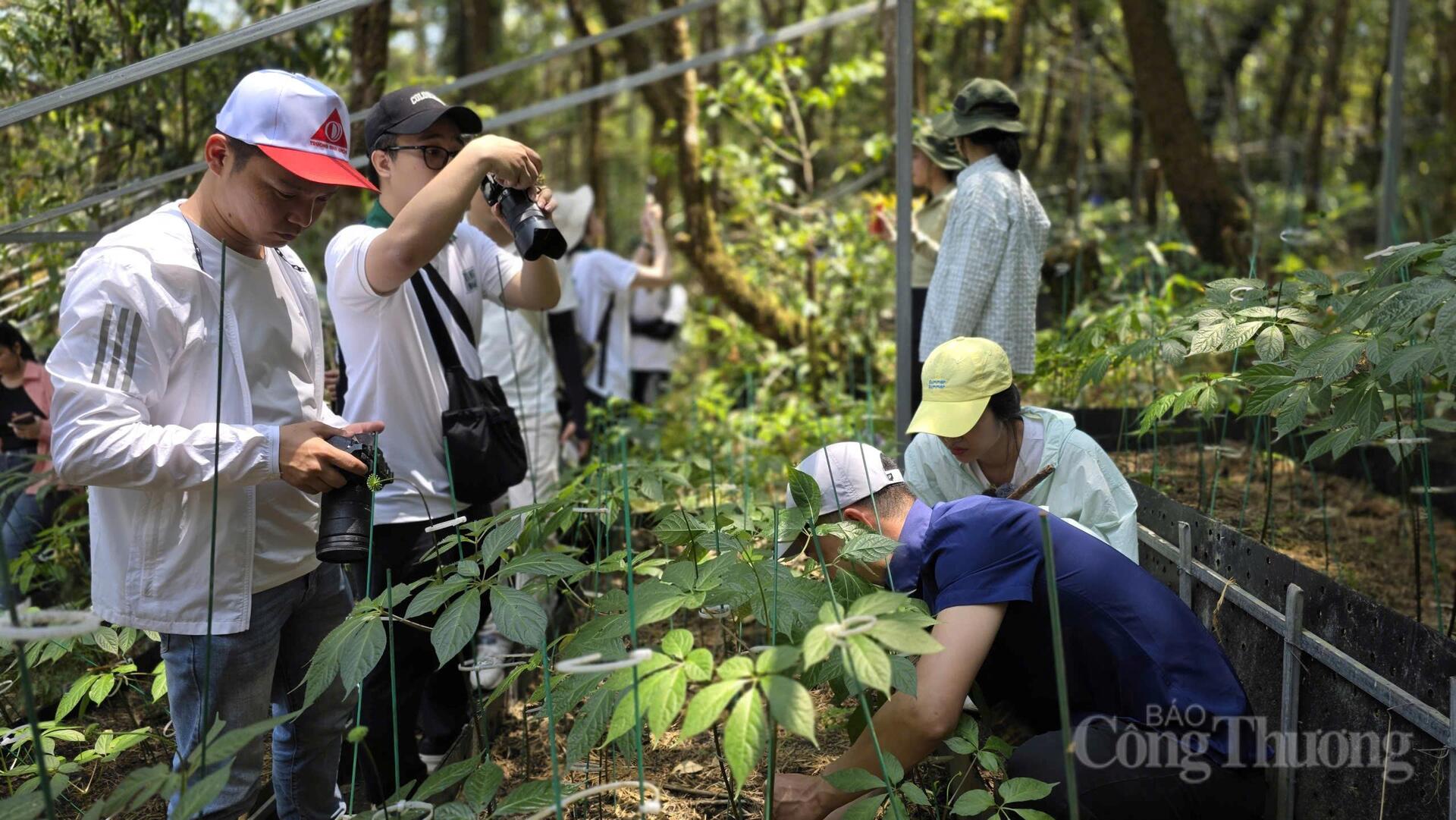 Theo dấu 'quốc bảo sâm Việt' trên đỉnh Ngọc Linh - 11
