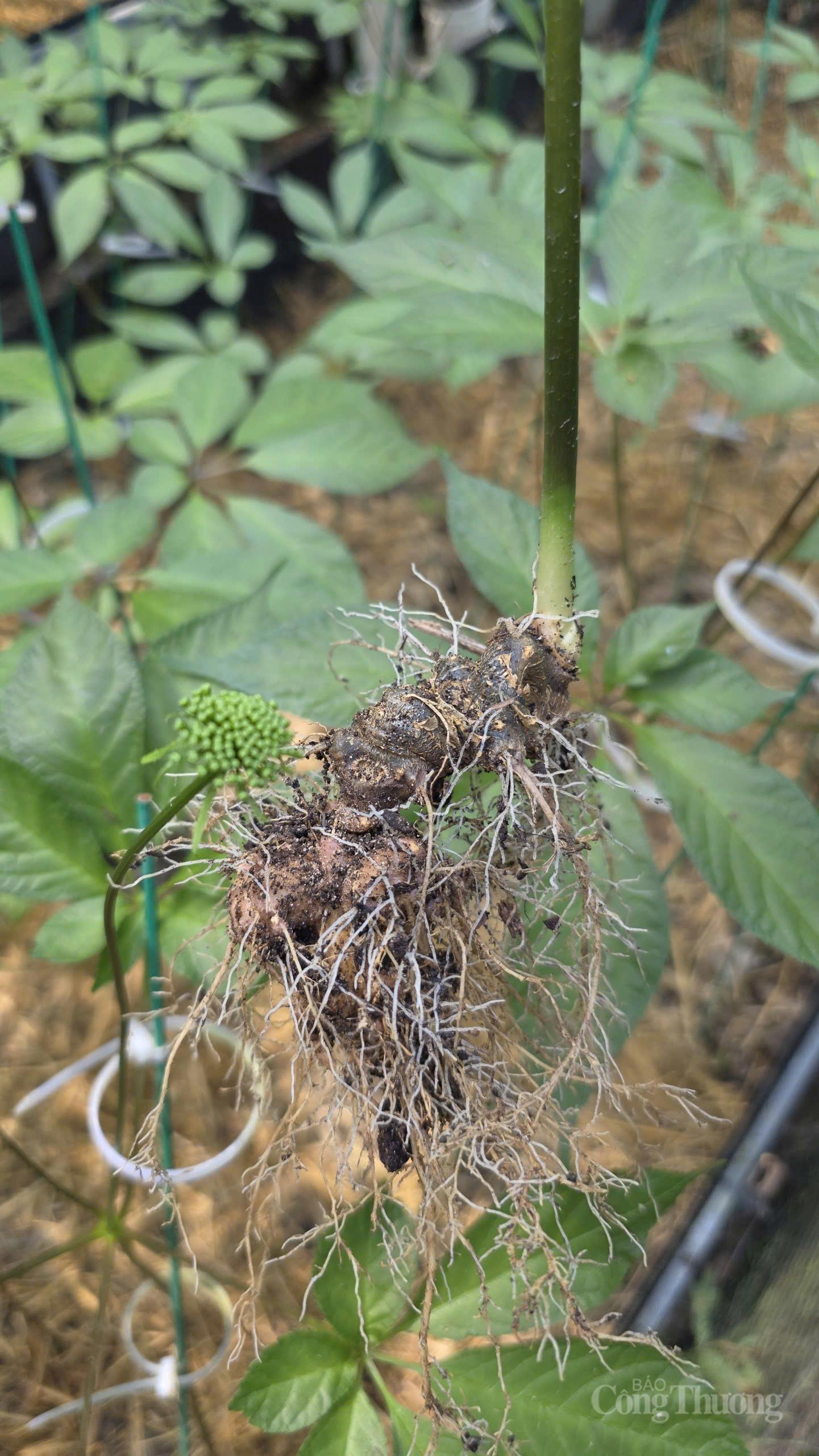 Theo dấu 'quốc bảo sâm Việt' trên đỉnh Ngọc Linh - 8