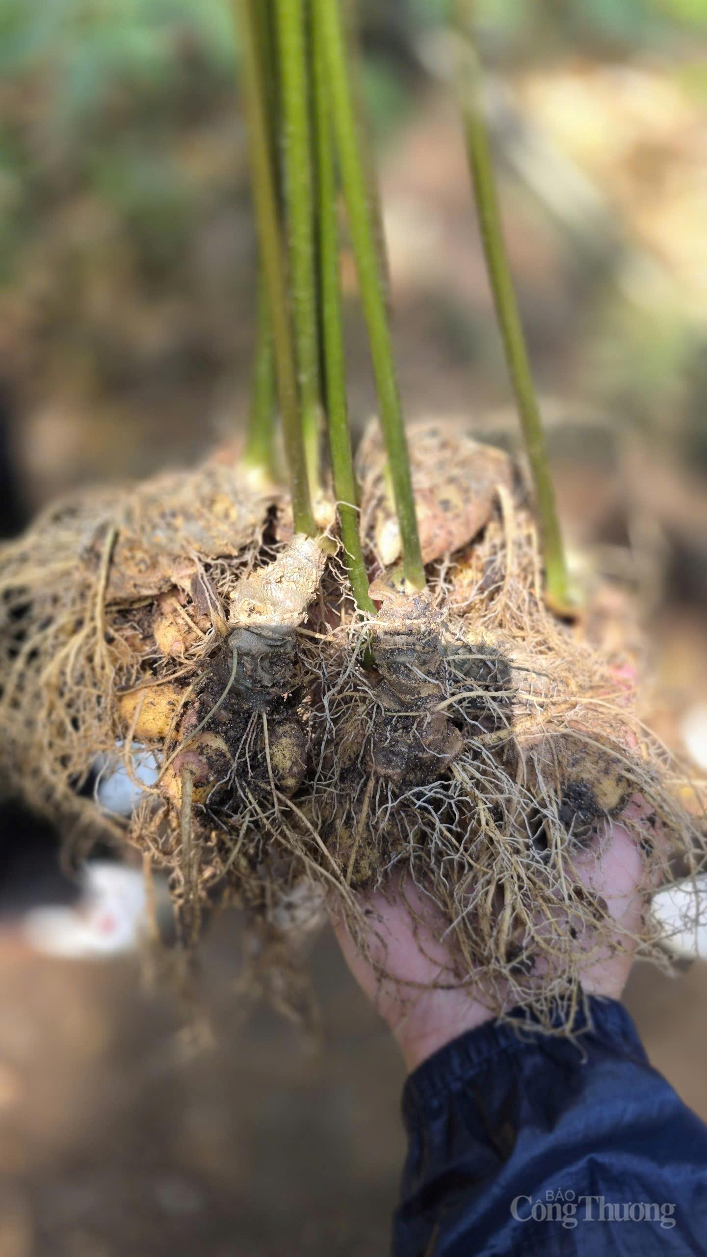 Theo dấu 'quốc bảo sâm Việt' trên đỉnh Ngọc Linh - 9