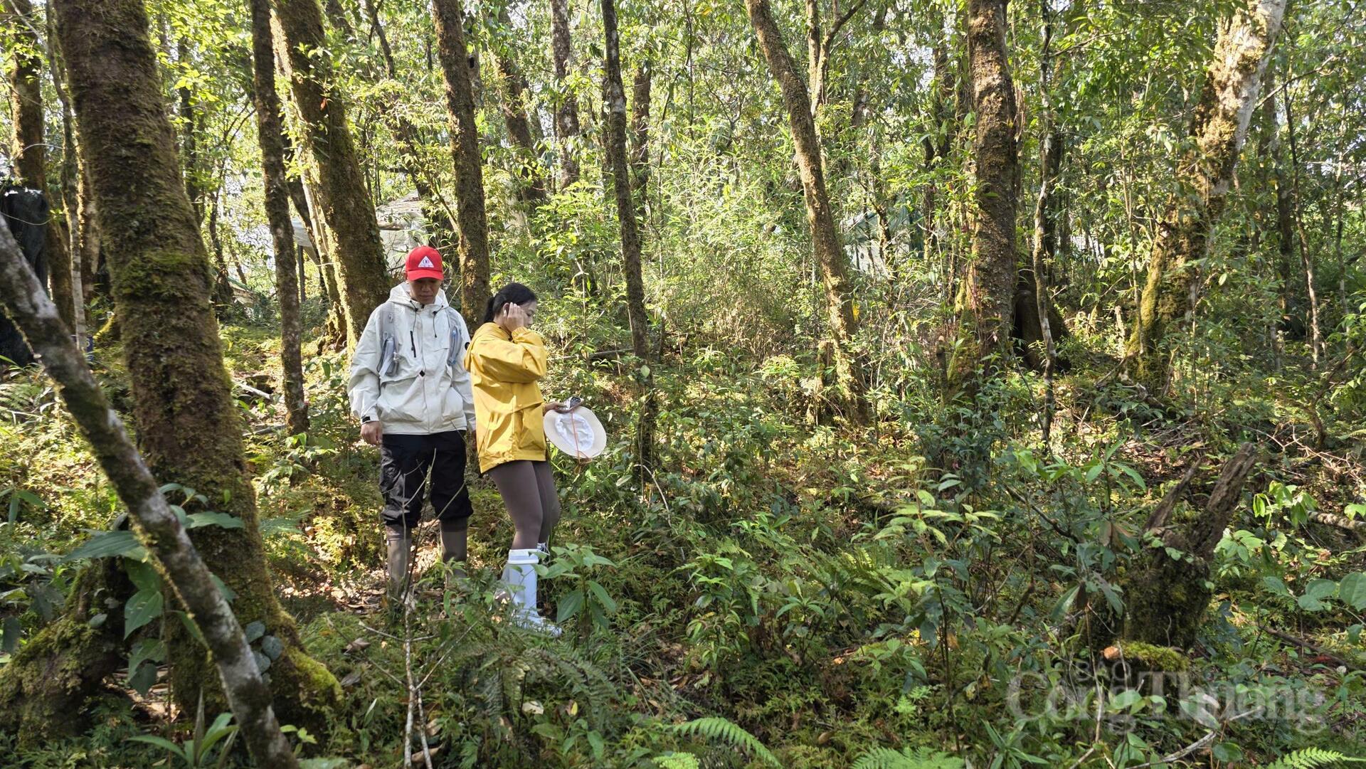 Theo dấu 'quốc bảo sâm Việt' trên đỉnh Ngọc Linh - 1