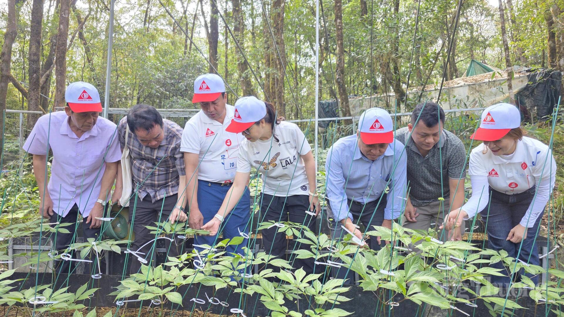 Theo dấu 'quốc bảo sâm Việt' trên đỉnh Ngọc Linh - 6