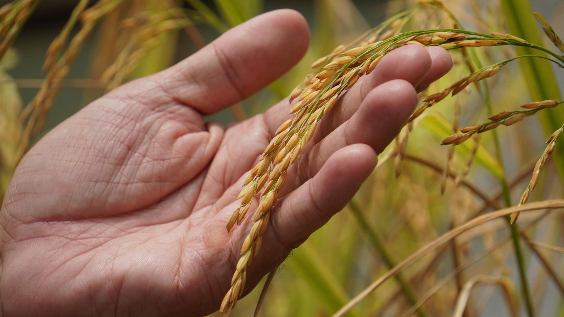 Tự chủ chiến lược vì một Việt Nam tự lực, tự cường và tự tin - Kỳ 5: Cuộc đột phá vào lõi giá trị - 2