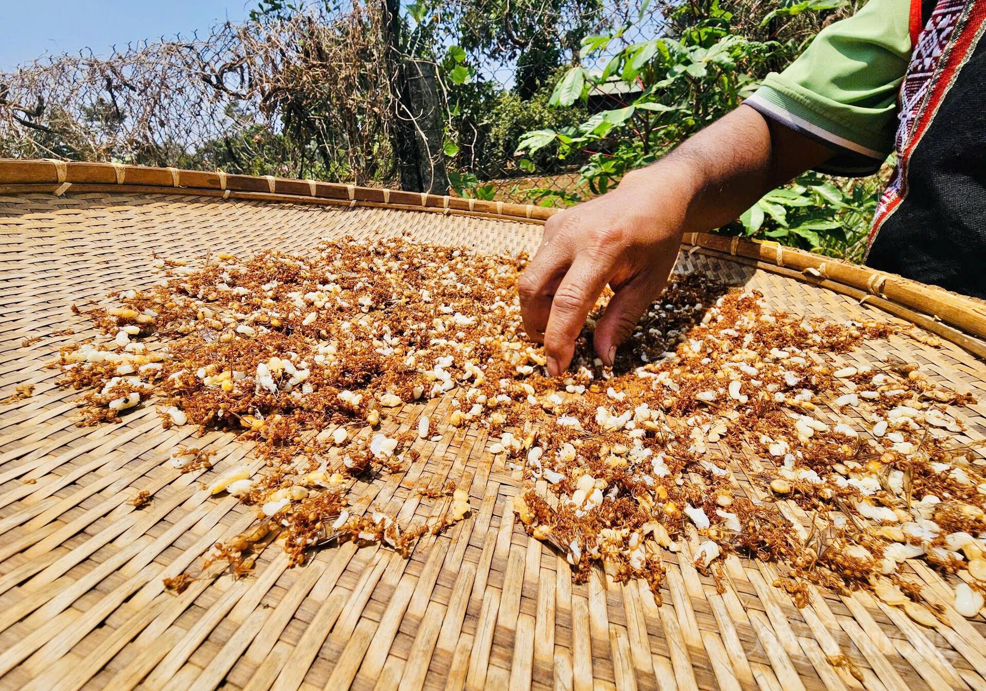 Theo chân người Jrai đi săn 'lộc rừng' - 6