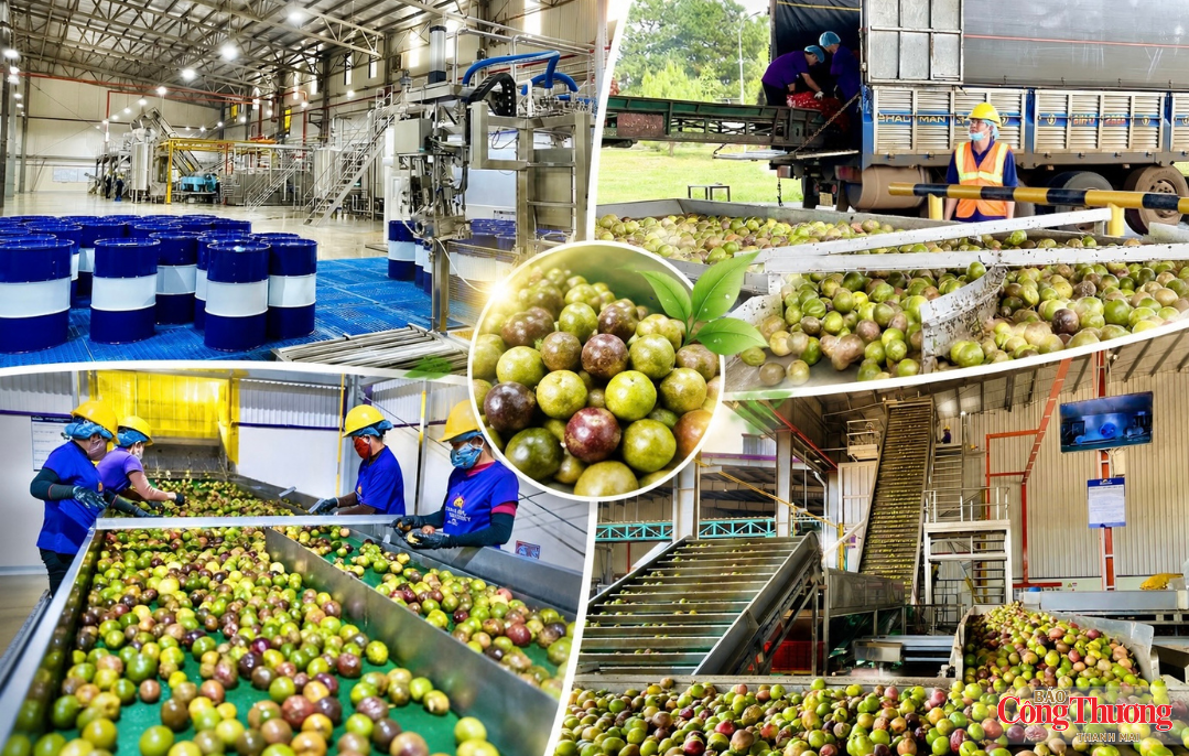 Gia Lai trong ‘tầm ngắm’ của các tập đoàn toàn cầu - Kỳ 1: Điểm đến của FDI chất lượng cao - 3