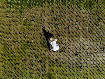 Nhiều quốc gia ASEAN giảm sự phụ thuộc vào nhập khẩu lương thực