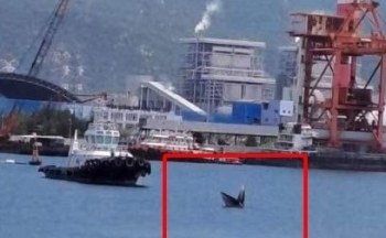 Cá voi xuất hiện ở Khu bảo tồn biển Hòn Cau