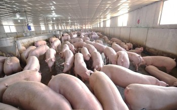 Giá heo hơi hôm nay 19/1: Tăng – giảm 2.000 đồng/kg