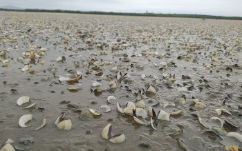 Đã xác định nguyên nhân khiến ngao nuôi bị chết ở Hà Tĩnh