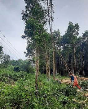 Ngành điện Thừa Thiên Huế hỗ trợ người dân khai thác keo tràm, ứng phó bão Noru
