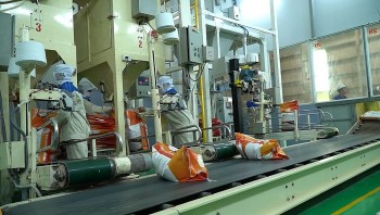 Giá lúa gạo hôm nay 3/12: Giá gạo sẽ tiếp tục giữ ở mức cao