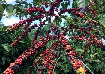 Giá cà phê hôm nay 12/10: Giá cà phê trong nước cao nhất là 46.900 đồng/kg