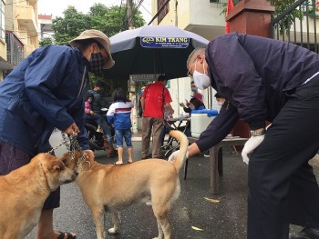 Cảnh báo số ca mắc về bệnh dại có xu hướng tăng trở lại