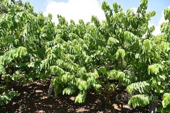 Nông dân huyện Mai Sơn vươn lên làm giàu nhờ cây na