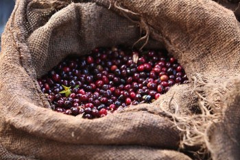 Giá cà phê hôm nay 28/10: Giá cà phê trong nước cao nhất 41.500 đồng/kg