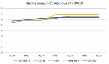 Giá lúa gạo hôm nay 30/10 và tổng kết tuần qua: Nguồn cung giảm, giá lúa tăng mạnh 1.000 đồng/kg