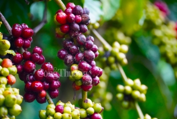 Giá cà phê hôm nay 30/10: Giá cà phê trong nước cao nhất 41.000 đồng/kg