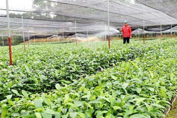 Lào Cai: Xây dựng thương hiệu quế Bảo Yên