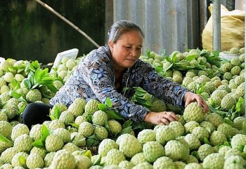 Bắc Giang: Đẩy mạnh thương hiệu na dai hữu cơ vùng núi Lục Nam