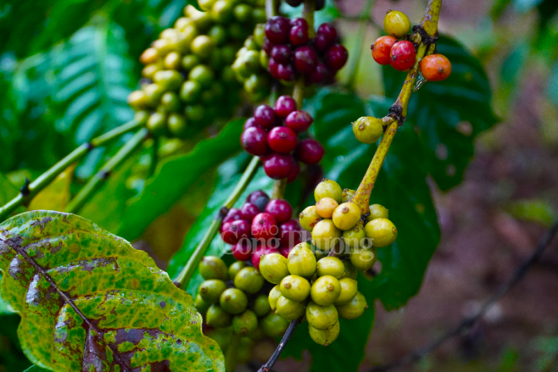 Giá cà phê hôm nay 4/11: Giá cà phê trong nước tăng 800 đồng/kg