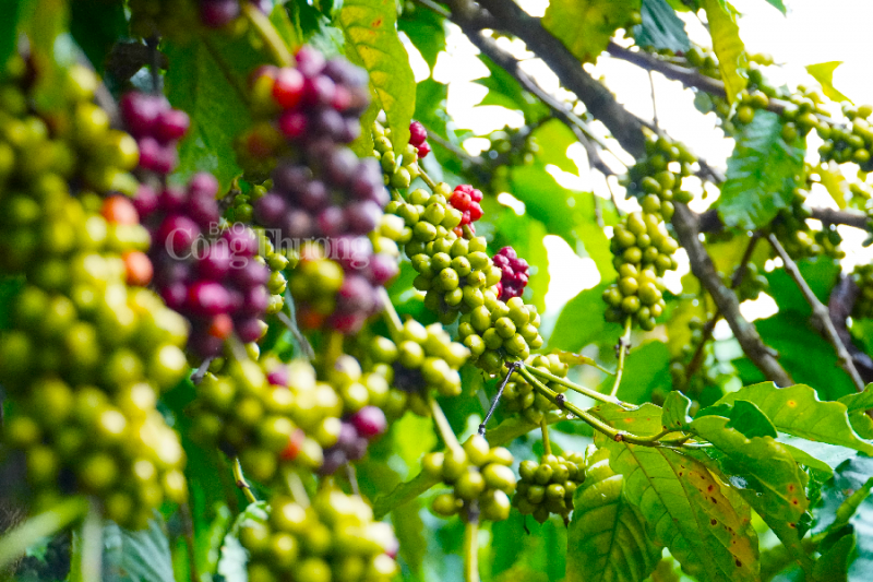 Giá cà phê hôm nay 6/11: Giá cà phê trong nước tăng 500 đồng/kg
