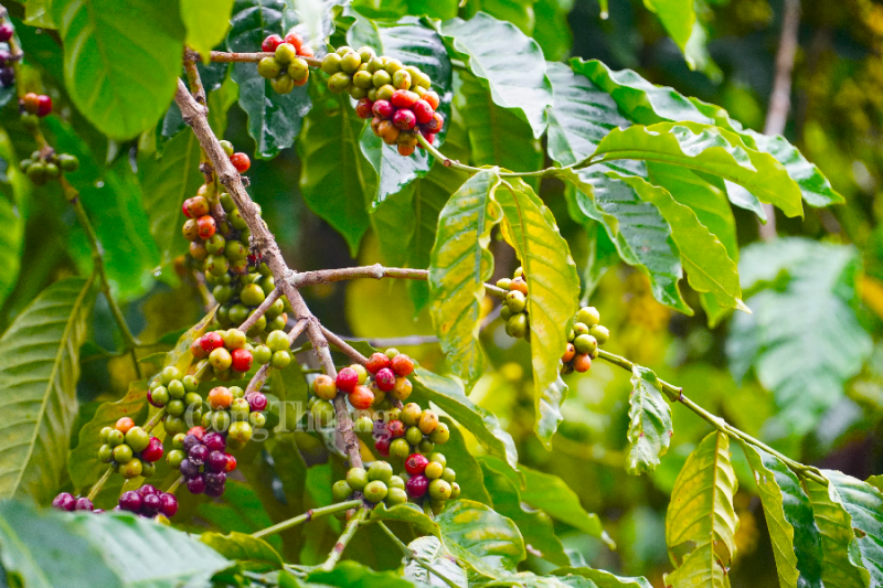 Giá cà phê hôm nay 04/1: Giá cà phê trong nước đi ngang