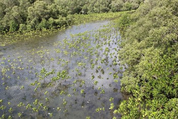 Amazon cùng tổ chức Bảo tồn quốc tế thành lập Viện Carbon xanh quốc tế