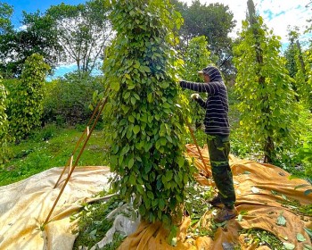 4 tháng, xuất khẩu hồ tiêu thu về 353 triệu USD